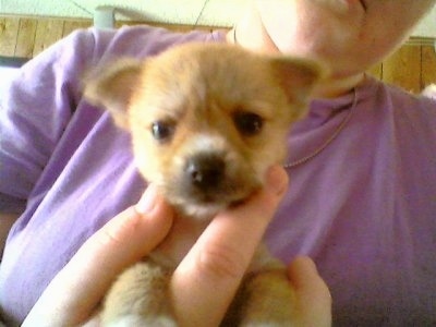 Close Up - Chinaranian Puppy is being held in the air by a person who is wearing a purple shirt