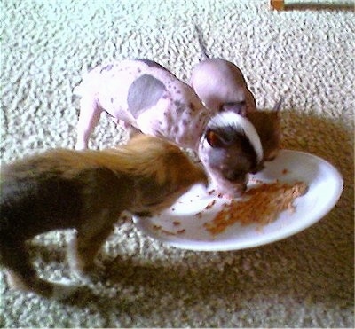 Three Chinaranian puppies are eating food off of a white plate