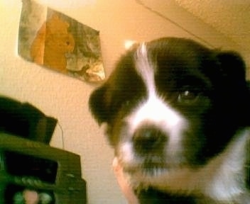 Chinaranian Puppy is sitting on a floor and there is a poster on the wall of Winnie the Pooh in the background