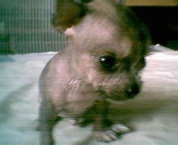 Close Up - Chinaranian Puppy is sitting on the bed and looking down