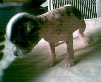 Chinaranian Puppy standing on a bed and looking down over the edge of it