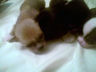 Three Chinaranian puppies are sleeping on a bed together