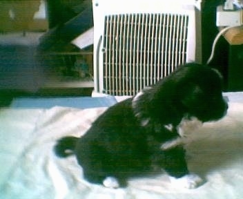 A Chinaranian Puppy is sitting on a bed and looking to the right with a heater in the background