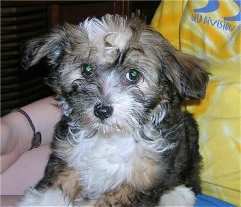 brown chinese crested