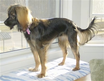 long haired dachshund pictures. Nestle, the Long haired