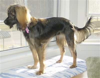 Nestle the Chiweenie is standing on a pillowed bench and looking out of a window in a sun room. His coat is black with tan ears and legs, with fringe on the ears and tail.