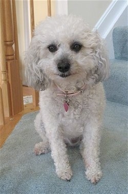 Candy the white Chonzer is sitting at the bottom of a staircase