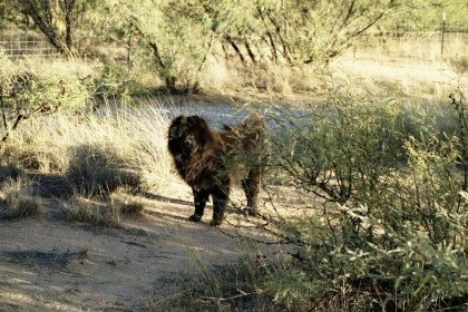 Andy the Chow Chow is standing down a path that is surrounded by bushes and trees. There is a small pond in the background