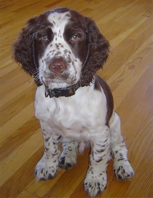 Puppy Springer Spaniel