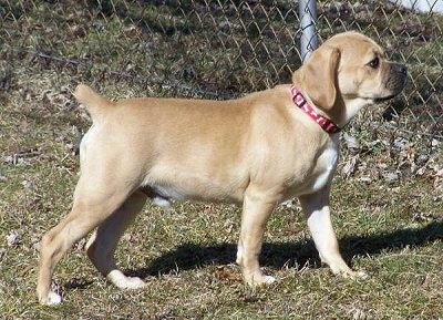 Sam the tan with a black muzzle Cocker Pug puppy looking through a chain link fence