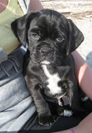  Puppies on Cocker Pug  Cocker Pugs  Cocker Pug Hybrid