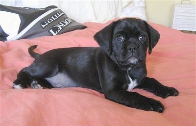 Sebastian the black Cocker Pug puppy is laying on a human's bed on top of a peach colored comforter in front of a leather jacket and looking at the camera holder