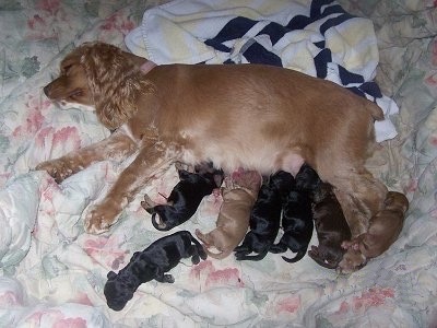 Newborn Cocker Spaniel puppies with their mother