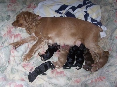 Cocker Spaniel Puppies on Newborn Cocker Spaniel Puppies