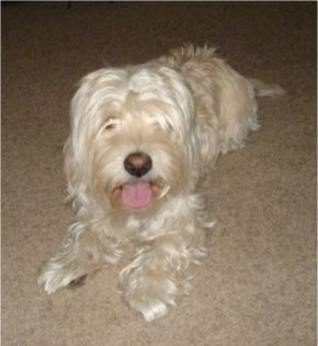 Diego the white Cocker Westie is laying on a carpeted floor with her mouth open and tongue out. She has hair in front of her eyes