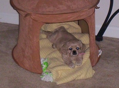 A Cockinese puppy is laying on a yellow blanket in a round, tan indoor dog house. There is a green and white rope toy next to her
