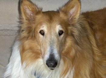 Close Up - Toby the tan and white Rough Collie is looking at the camera holder