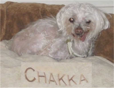 The right side of a white Maltese that is laying across a couch with the word-Chakka- written on a sheet of paper below it.