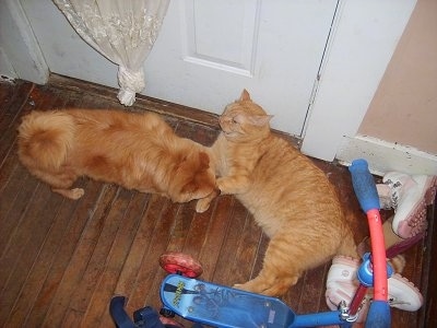 Dusty the orange Pomchi is standing on a hardwood floor and Sunny the orange tiger cat is laying against the door with a childs bicycle in the background and a pair of pink and white Timberlands shoes behind the cat