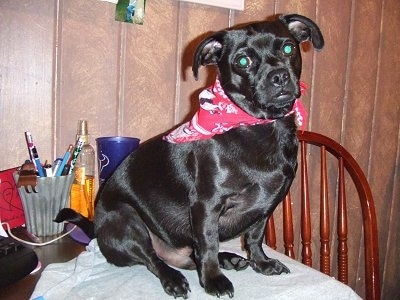 Sabian the black Daug is wearing a red bandana and sitting on a kitchen table