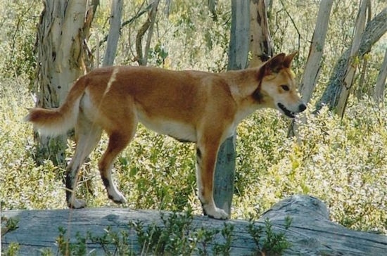 Dingo In Australia