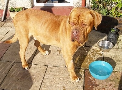 Clyde the Dogue de Bordeaux is outside on a patio and he has water dripping from his mouth. There is a blue water bowl in front of him. He is looking to the right