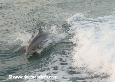 cape may dolphins