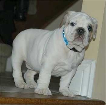 Sonny the English Bulldog puppy wearing a teal blue collar standing at the top of a staircase and looking at the camera holder