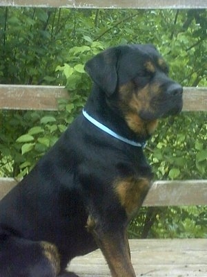 rottweiler wallpaper. English Mastiff / Rottweiler