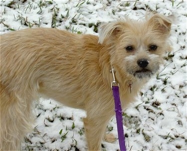 A scruffy looking, small breed tan Eskifon dog is standing in a dusting of snow and it has snow all over its muzzle.