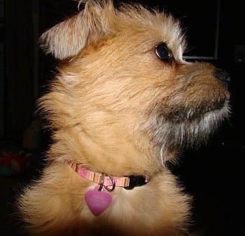 Close Up upper body shot - Emma the tan with black Eskifon is looking to the right and wearing a pink striped collar with a pink heart tag.