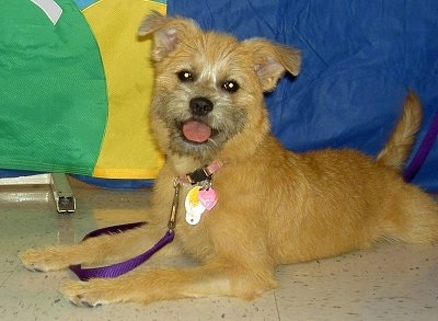 Emma the tan with gray Eskifon puppy is laying on a tiled floor. There is a blue, yellow and green blanket wall behind her