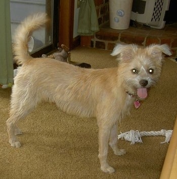 Emma the tan and cream Eskifon is standing on a tan carpet with a rope toy next to her. Her tongue is out.