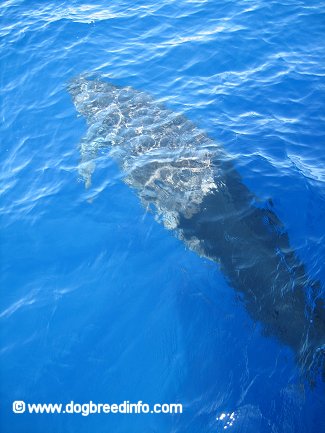 A False Killer Whale beginning to break through the water.
