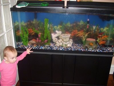 Gallon Fish Tank on 55 Gallon Fish Tank   Fish Can Make Fascinating Pets For Children