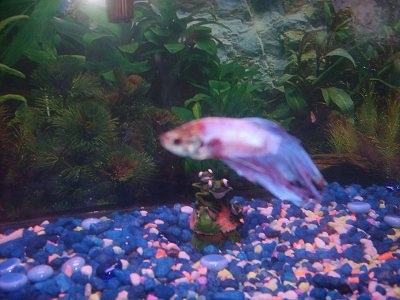 A white and red Siamese fighting fish is swimming over blue and pink gravel. There is a frog decoration in the tank