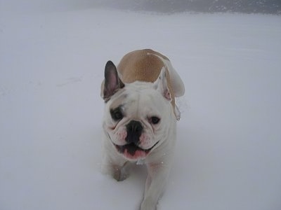 Macy, a Free Lance Bulldog (French Bulldog / English Bulldog mix breed    free lance bulldog