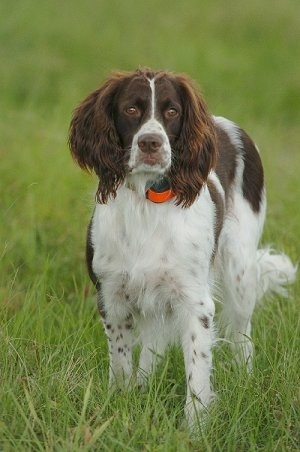 A French Spanielis standing in a field and looking forward