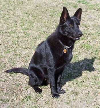 A black German Shepherd is sitting in grass looking alert.