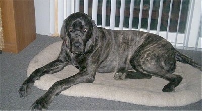 A black brindle Giant Maso Mastiff is laying in a dog bed and there is a sliding door with hanging white blinds behind it