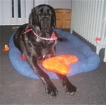 A black brindle Maso Mastiff is wearing a red bandana laying on a blue dog bed with an orange plush doll over its paw