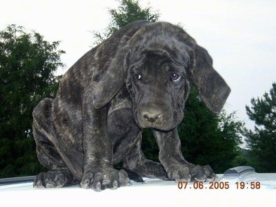 A black Maso Mastiff puppy is sitting on top of a stationary vehicle with its head down