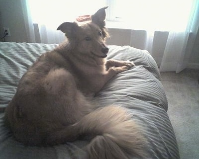 The backside of a Golden Sheltie dog laying on a human's bed in front of a window and it is turning its head to the right looking at the camera. It has longer hair on its tail and its ears are large and sticking out to the sides.