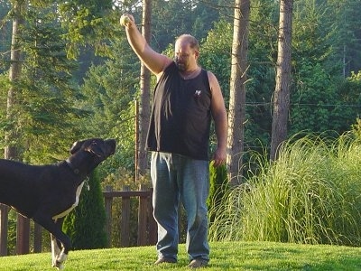 A black with white Great Dane is outside in grass looking at a tennis ball that a person is holding up in the air. There are trees behind them.
