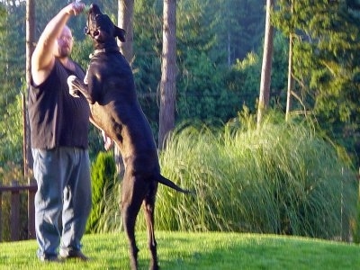 A black with white Great Dane is jumping up at a tennis ball that a person is holding. The dog is as tall as the man with the ball.