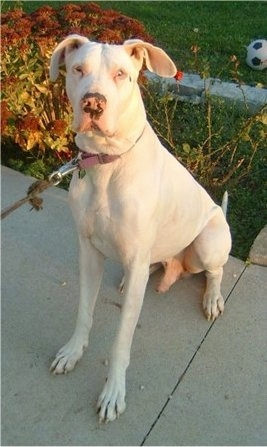 A blue-eyed white Great Dane with pink on its nose is sitting on a sidewalk. There is a soccer ball in the lawn behind it.