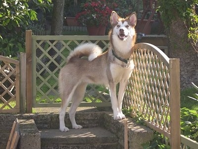 A tan with white Greenland Dog is standing outside on a stone step next to a wooden bannister. It is looking forward. Its mouth is open and it looks like it is smiling