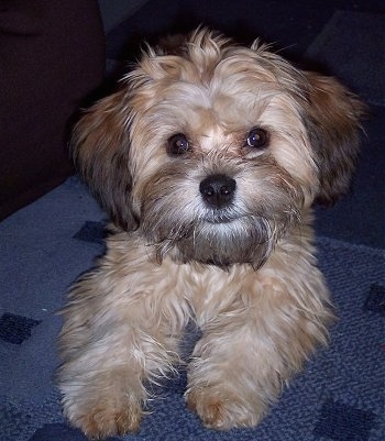 A tan with brown and black Griffichon puppy is laying on a blue carpet with a cute look on its face.