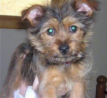 Close Up - A soft-wiry looking black and tan Griffonshire puppy is being held up in the air by a persons hand