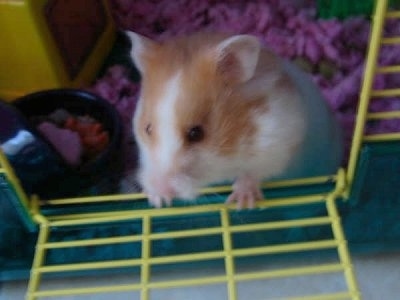 A white with tan Teddy Bear hamster is climbing on top of a yellow cage door.
